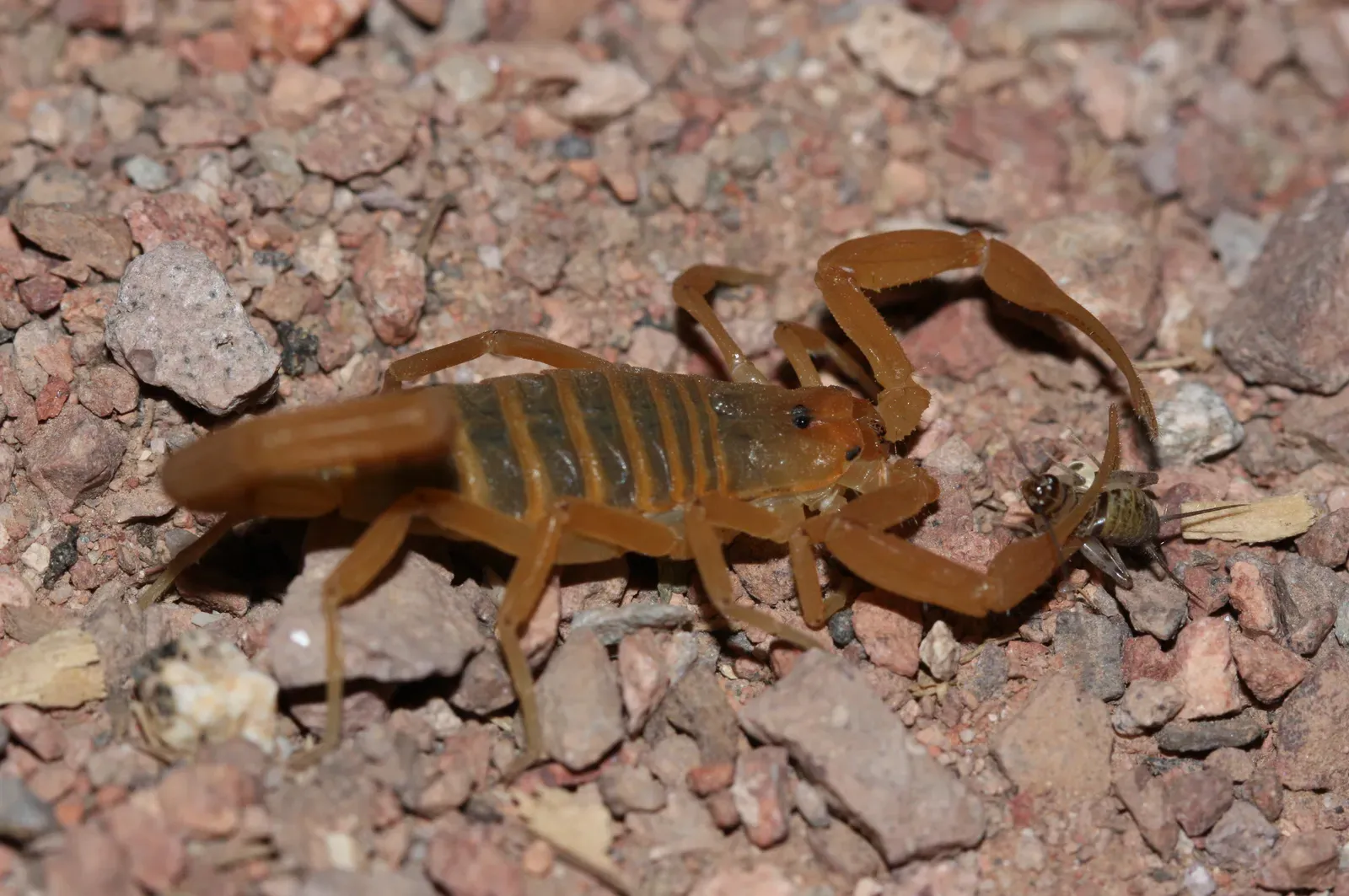 Capricorn: The Arizona Bark Scorpion (Image Credits: Wikimedia)