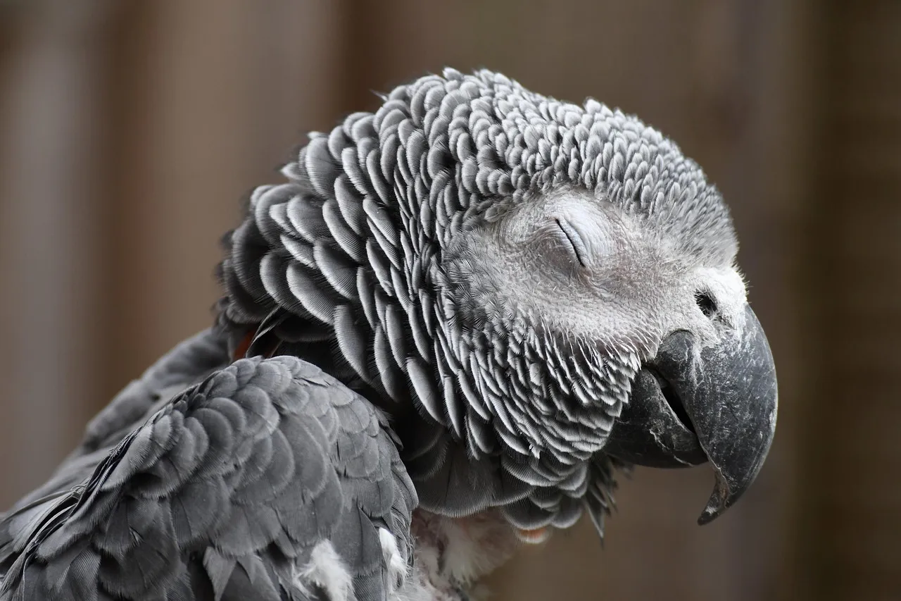 Why &ldquo;Just Mimicry&rdquo; No Longer Fits What Parrots Can Do (Image Credits: Pixabay)