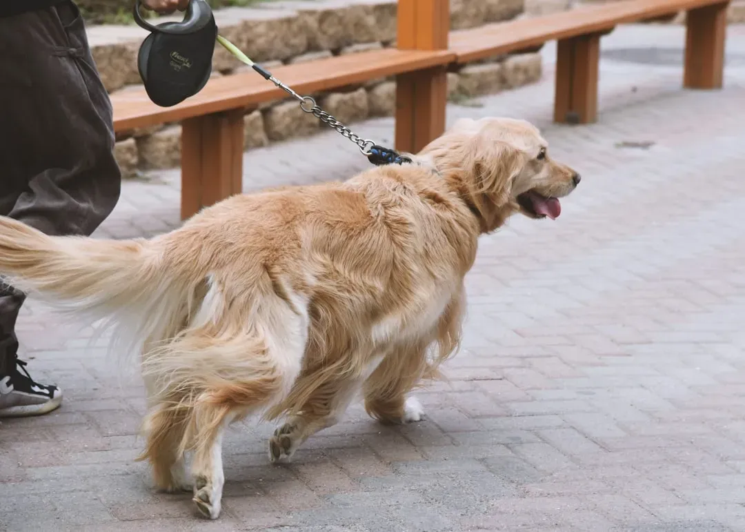 3. Keep Them Moving With Gentle, Low-Impact Exercise (Image Credits: Unsplash)
