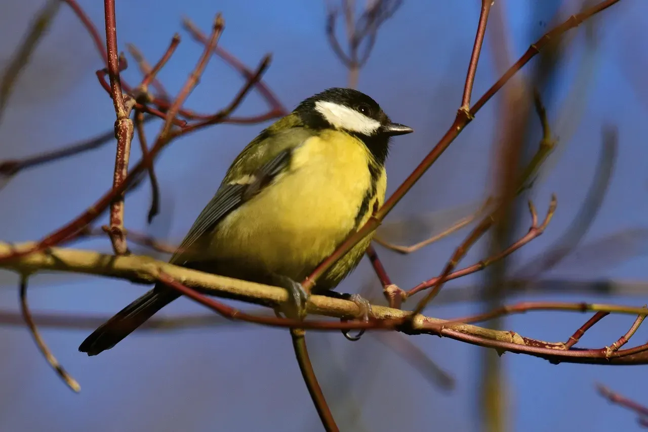 6. The Great Tit: Rewriting Its Own Song (Image Credits: Pixabay)