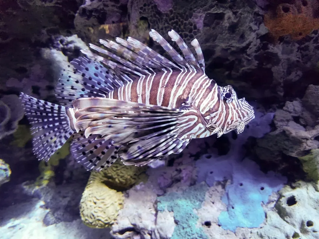Teleost Fish (Image Credits: Unsplash)