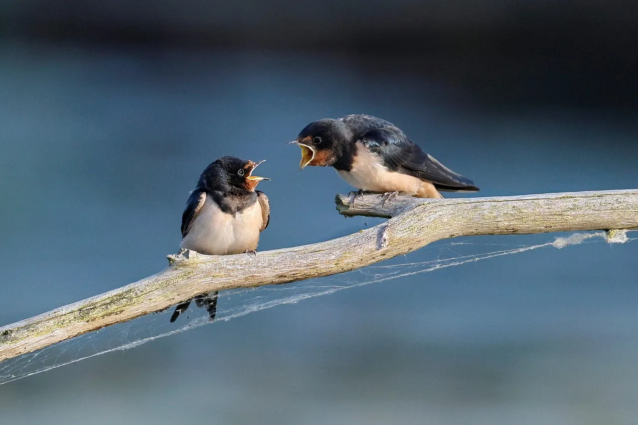 #1 - Barn Swallow: The Classic Summer Symbol That Shows Up Too Soon (Image Credits: Pixabay)