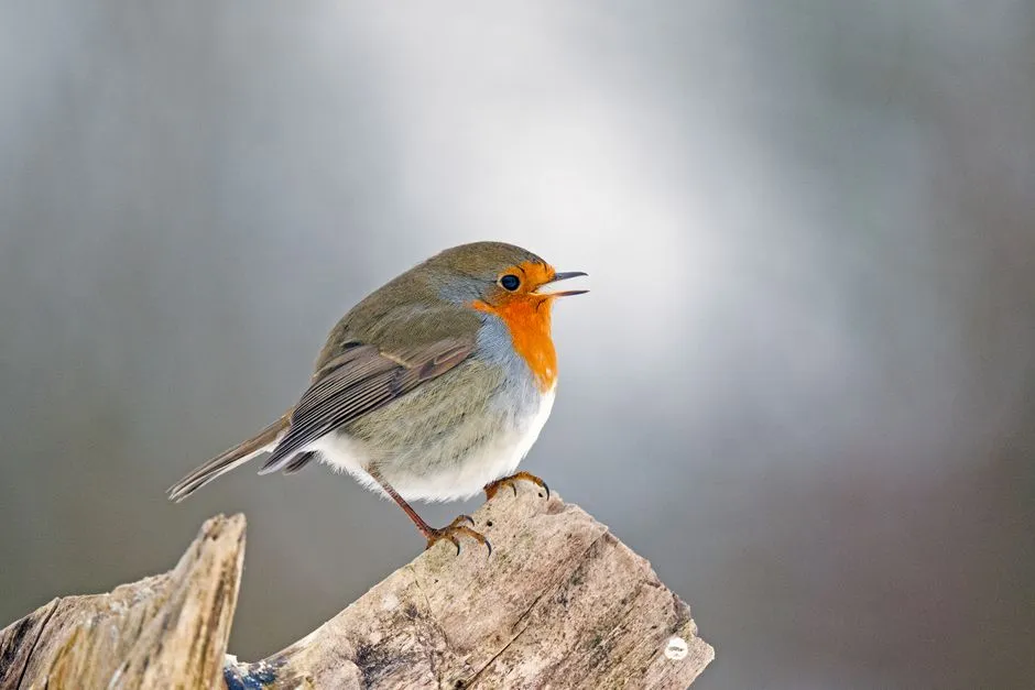 #7 - They Pick Perches in Plain Sight of You (Image Credits: Pexels)