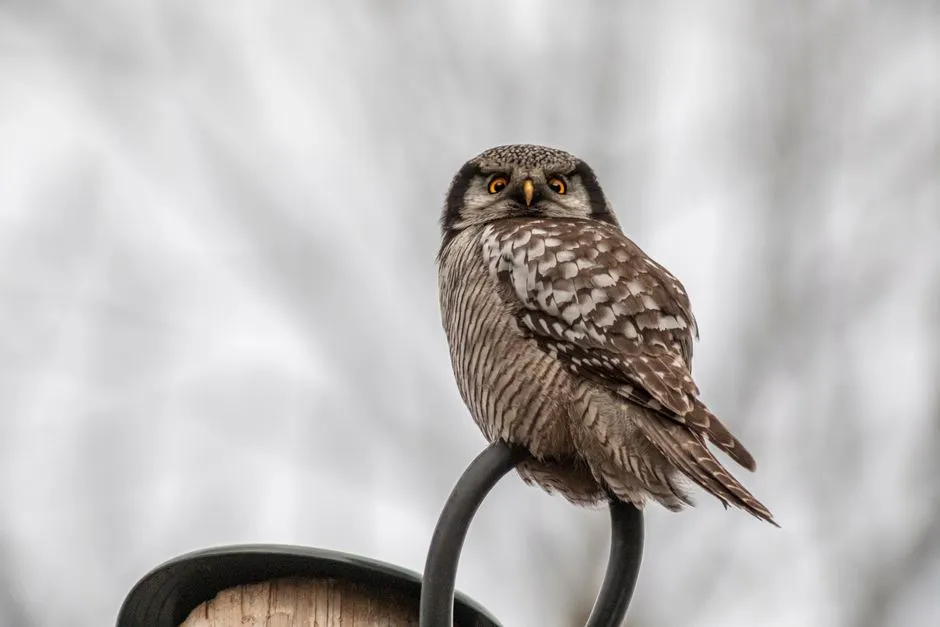 10. Owls or Hawks – The Top-Predator Seal of Approval (Image Credits: Pexels)