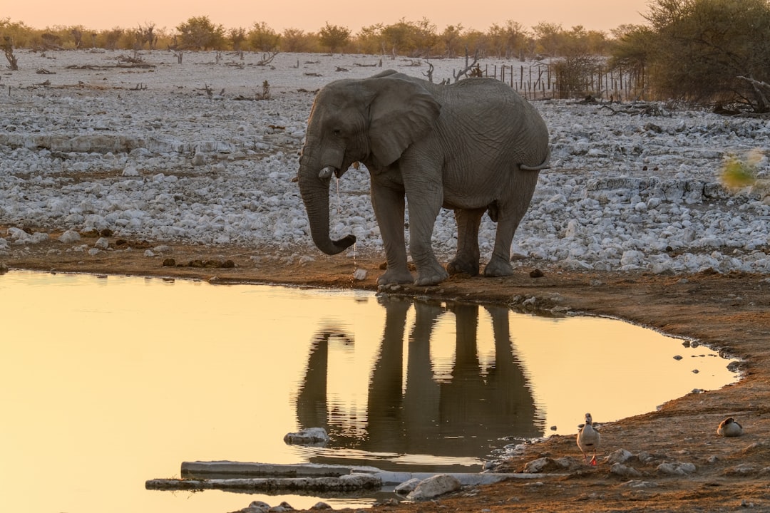 Elephants Recognizing Themselves in Mirrors (Image Credits: Unsplash)