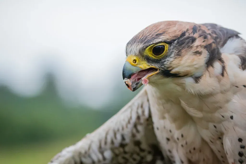 1. The Peregrine Falcon: Speed Meets Skyline (Infomastern, Flickr, CC BY-SA 2.0)