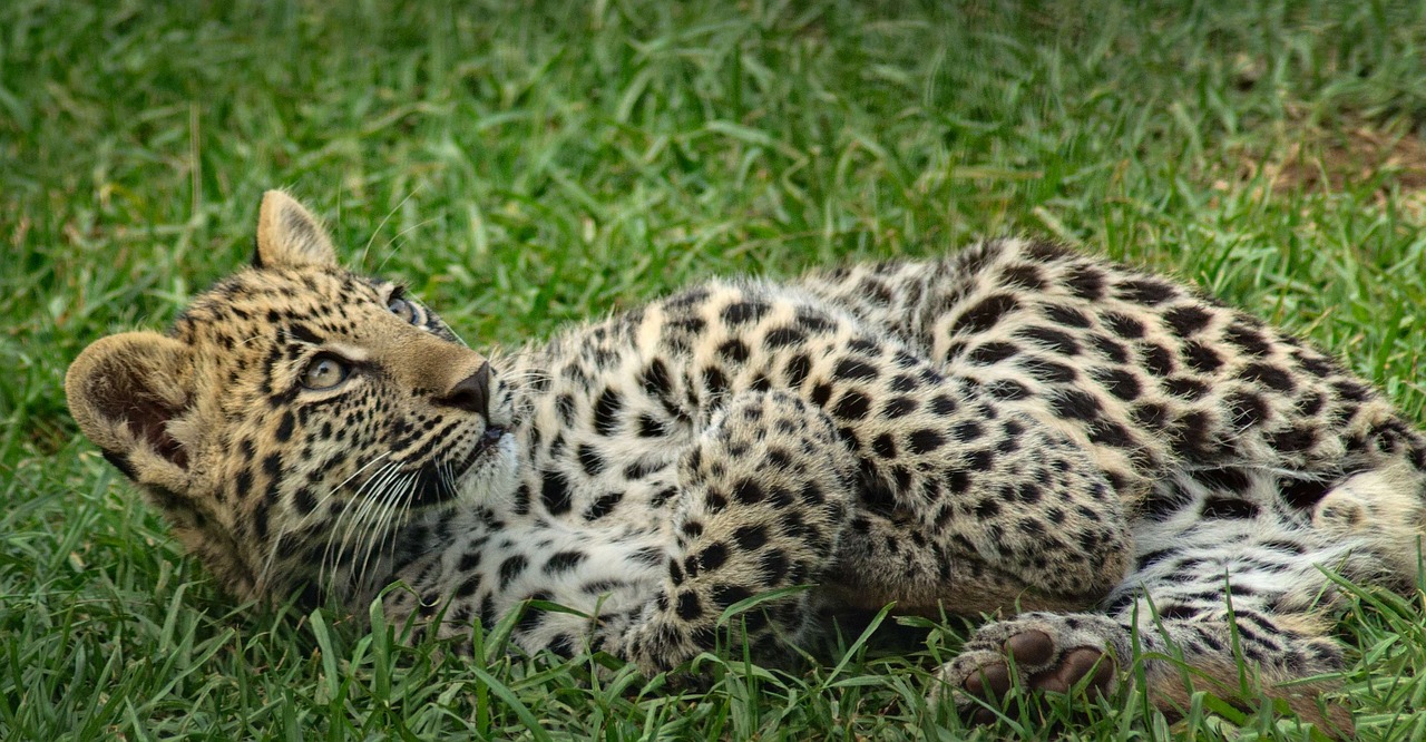 The Camouflage Betrayal Moment (Image Credits: Pixabay)