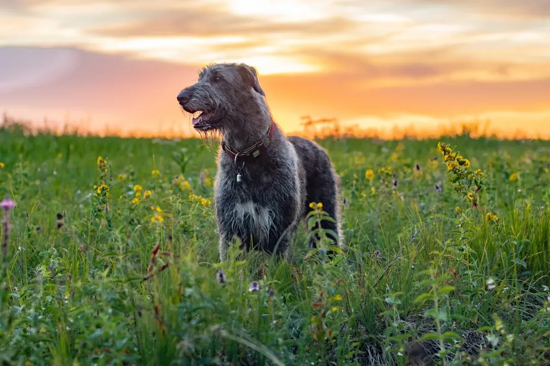 20. Irish Wolfhound - Gentle Nobility at Its Finest (Image Credits: Unsplash)