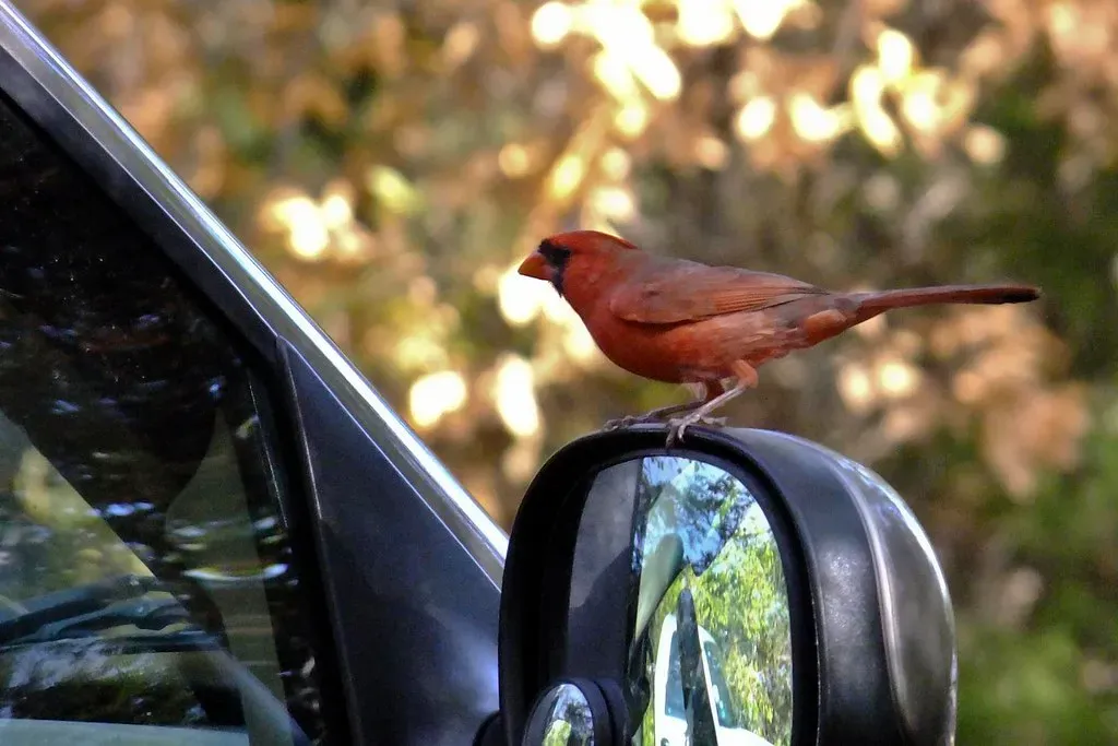 #1 - Car Mirrors and Reflective Surfaces Hiding in Plain Sight (awsheffield, Flickr, CC BY 2.0)