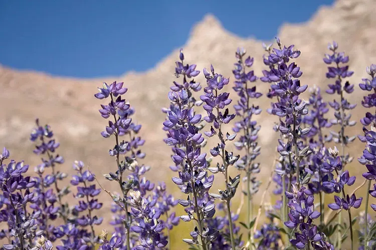Desert Lupine (David~O, Flickr, CC BY 2.0)