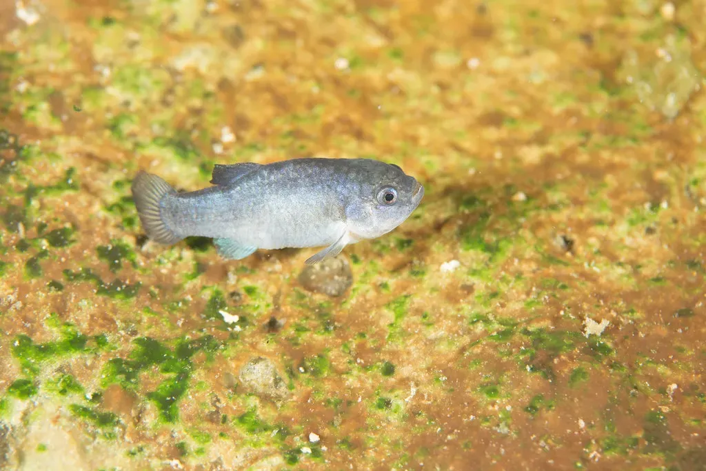 #1. Devils Hole, Nevada: A Cave With the World's Most Isolated Fish (Image Credits: Flickr)