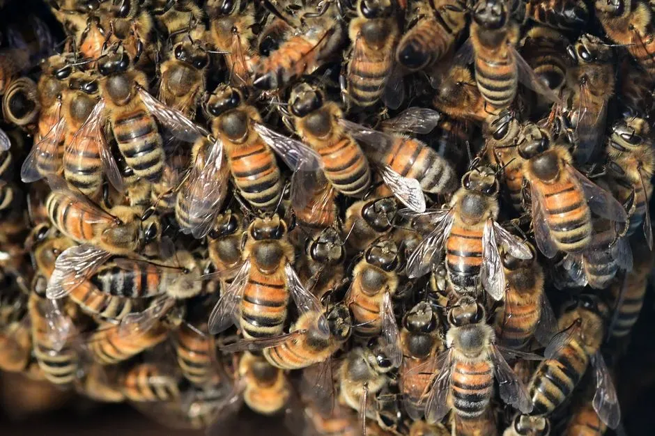 Insect Swarms Indicating Nearby Rot or Moisture (Image Credits: Pexels)