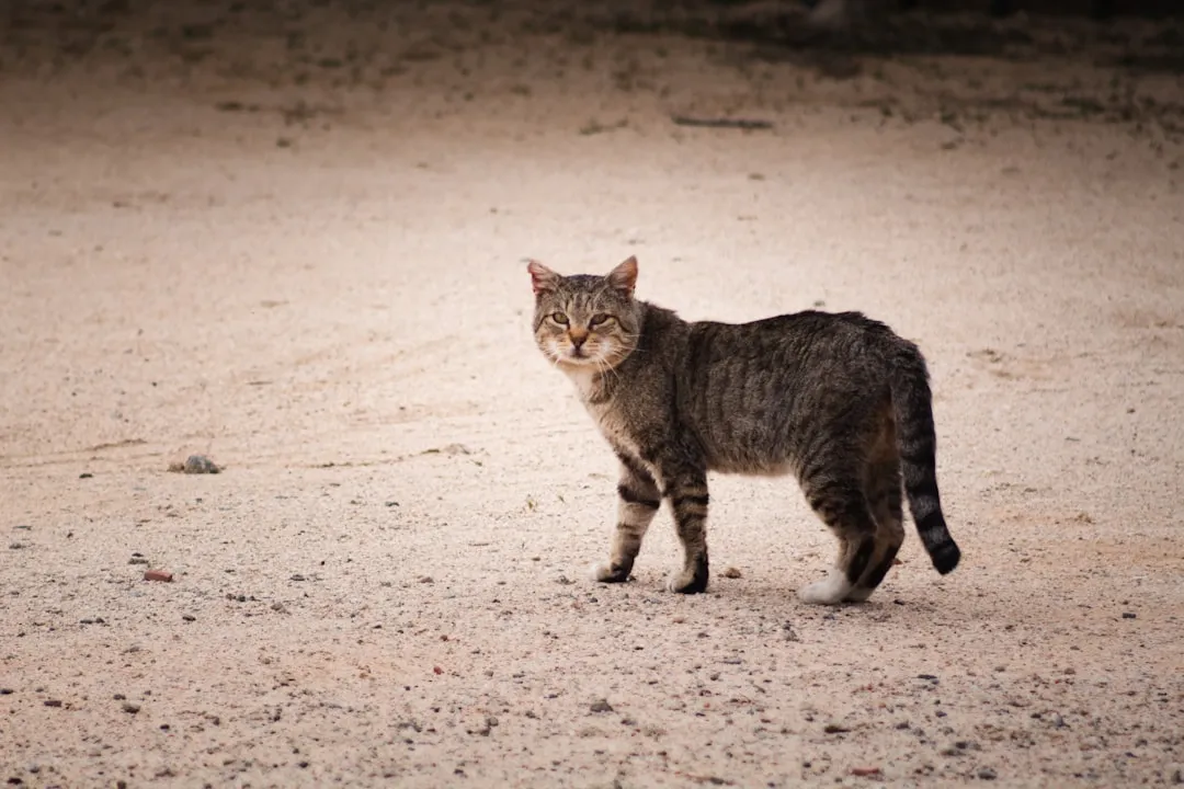 3. Following You Room To Room… But Doing It Casually (Image Credits: Unsplash)