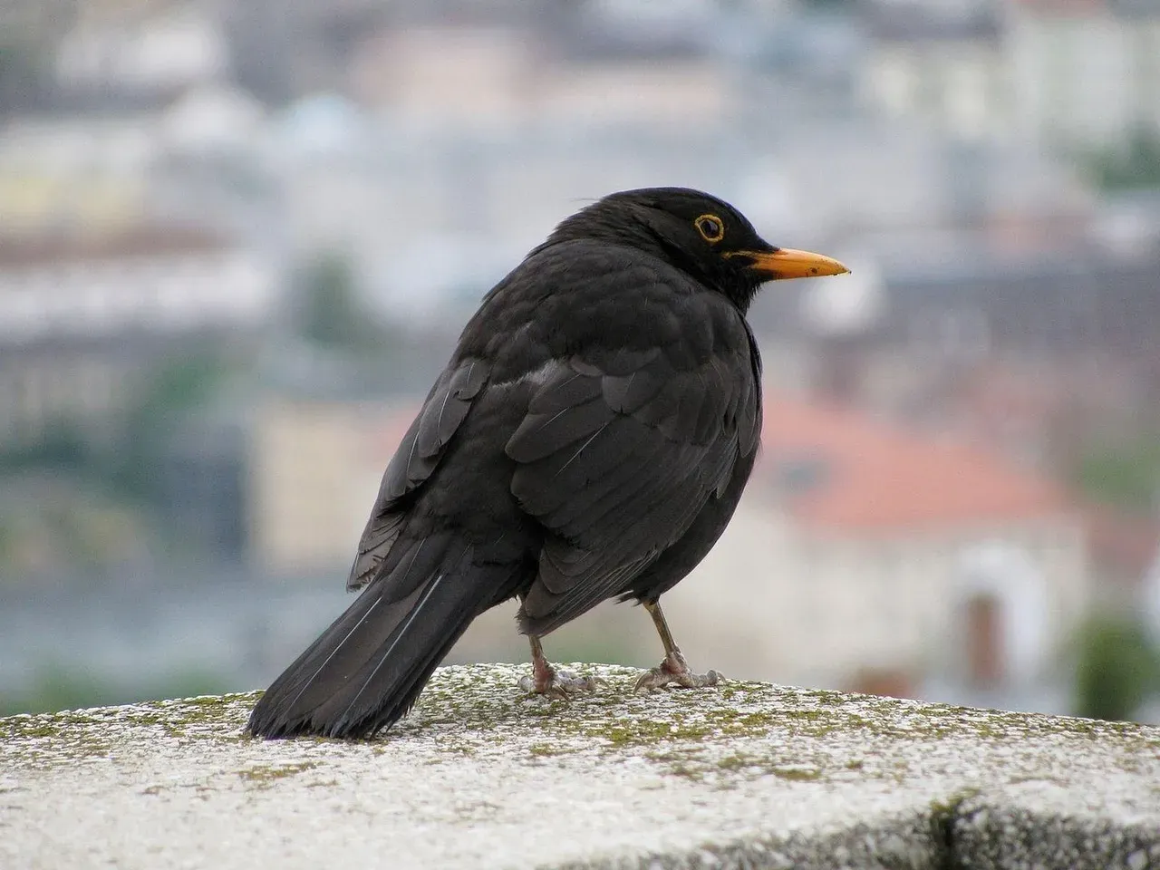 5. The Blackbird: An Urban Species in the Making (Image Credits: Pixabay)