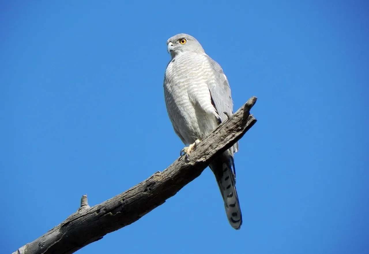 Insights from Ornithological Studies (Image Credits: Pixabay)