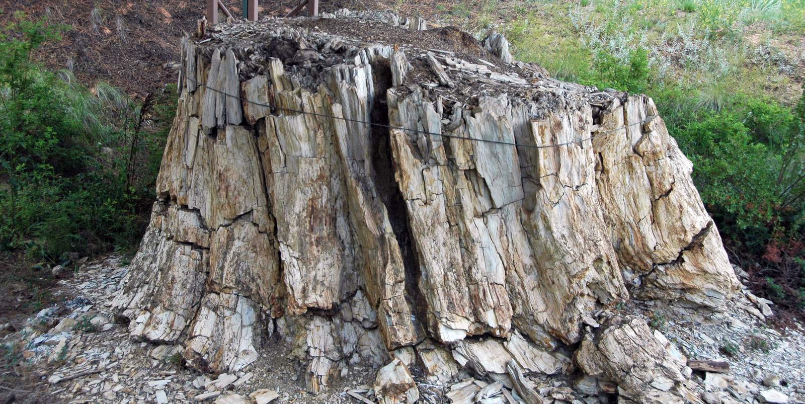 Ancient Trees as Modern Climate Solutions (Image Credits: Wikimedia)