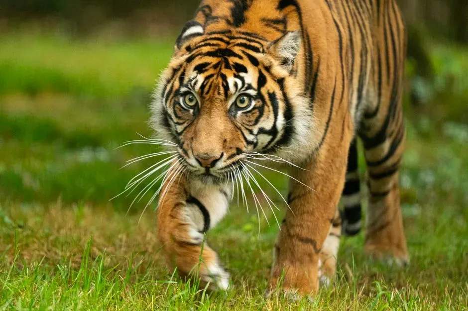 10. Sumatran Tiger (Image Credits: Pexels)