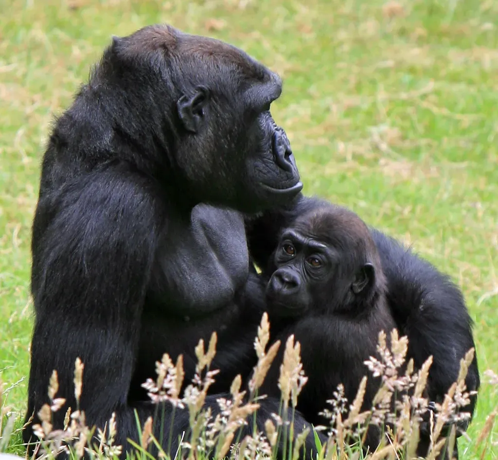 Gorillas: Gentle Giants With Deep Emotional Roots (Erik Charlton, Flickr, CC BY 2.0)