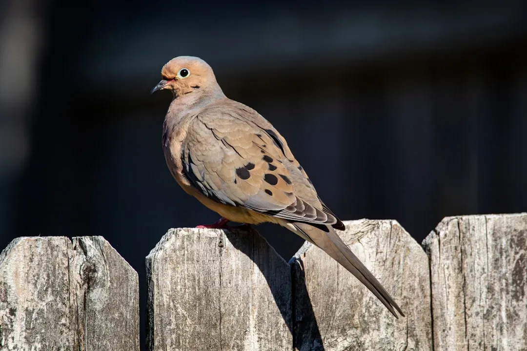 Mourning Doves and Their Soft Calls (Image Credits: Unsplash)