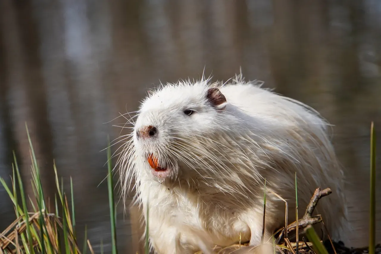 Nutria (Image Credits: Pixabay)