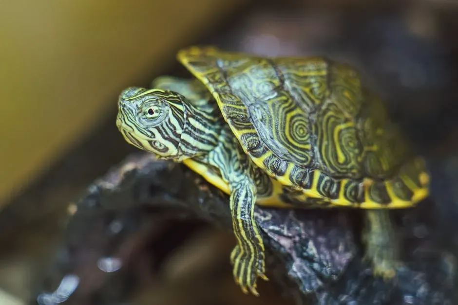 The Texas River Cooter: A Freshwater Shell Worn with Pride (Image Credits: Pexels)