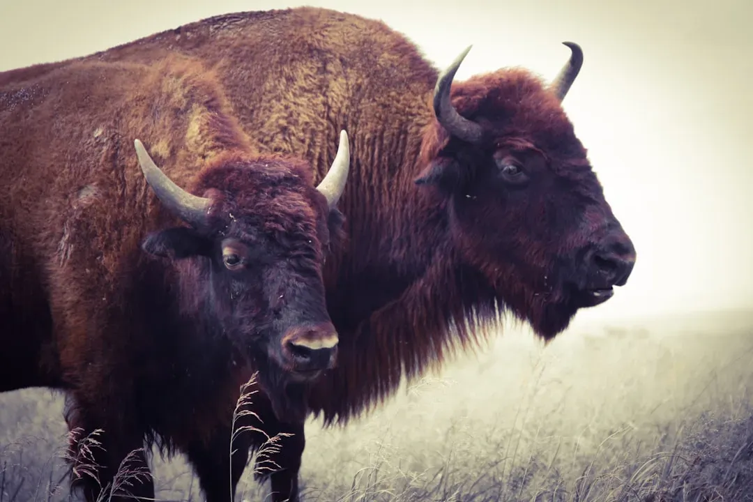 Conclusion: The Buffalo Still Speaks (Image Credits: Unsplash)