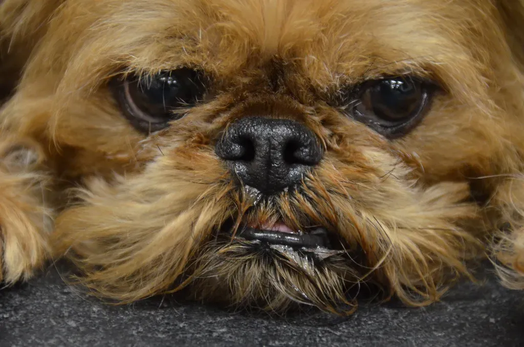 10. Brussels Griffon: The Sensitive Companion (Image Credits: Flickr)