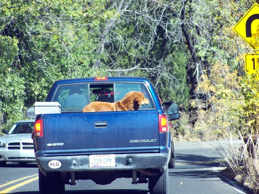 #22 - Pets Rode Loose in Cars and Truck Beds (Ferlinka Borzoi (Deb West), Flickr, CC BY 2.0)