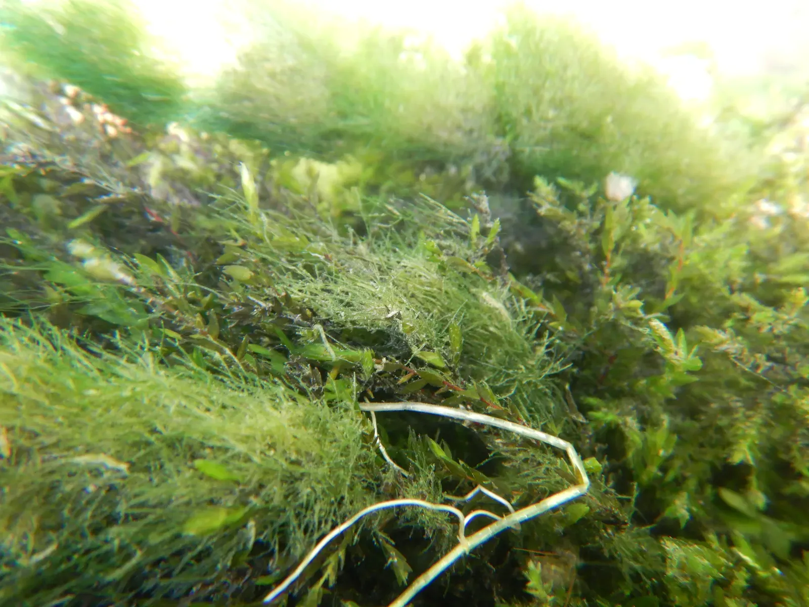 Periphyton: The Algae Mat That Feeds Everything (Image Credits: Wikimedia)