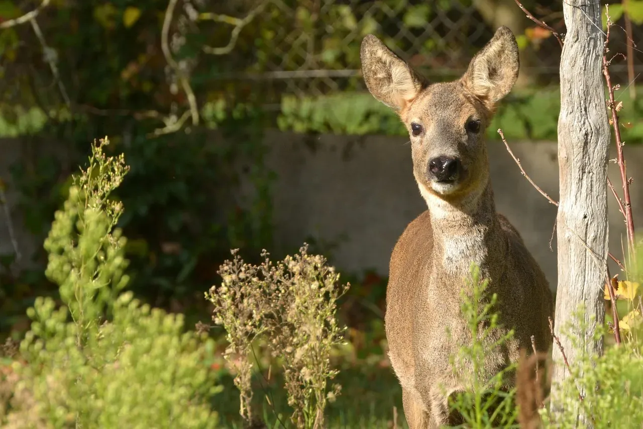 10. Deer: The Bold, Beautiful, and Borderline Brazen Garden Visitors (Image Credits: Pixabay)