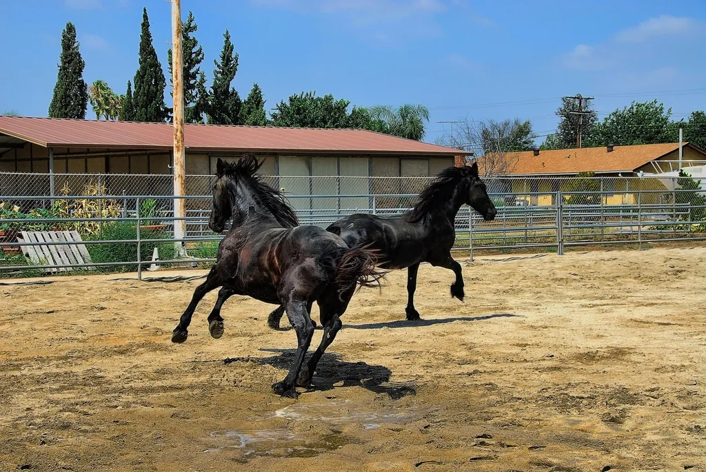 #17 - Friesian: Instagram's Favorite Heartbreak Breed (Image Credits: Rawpixel)