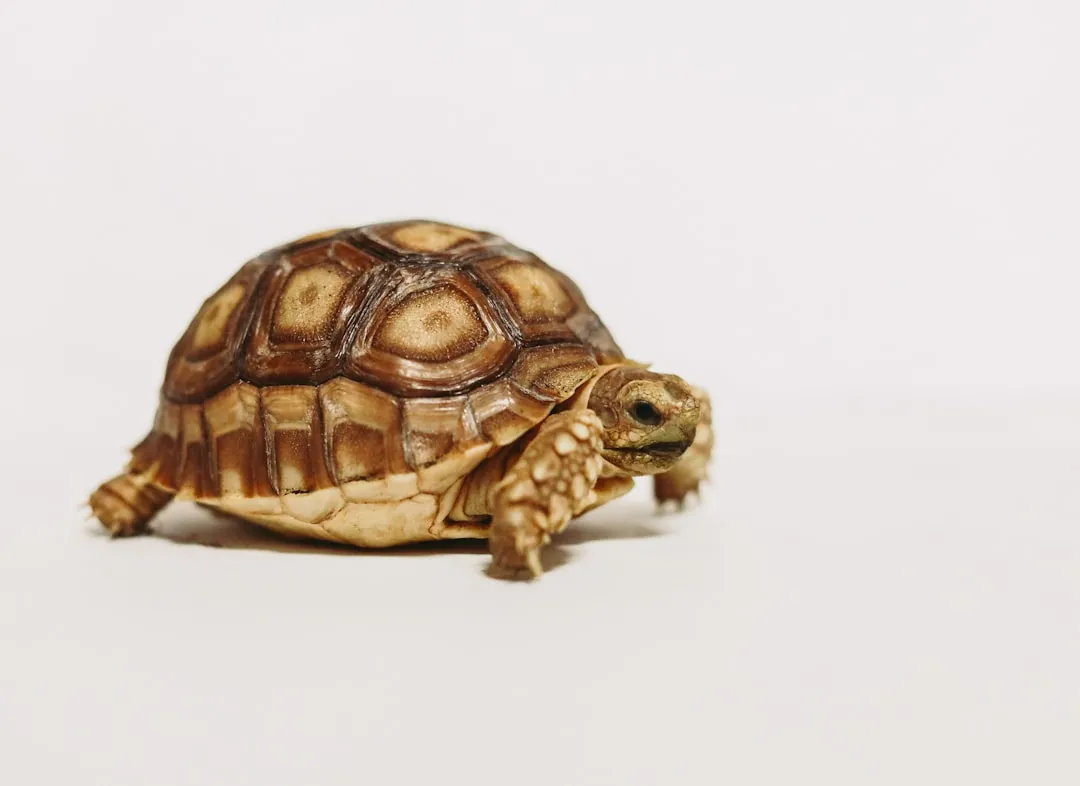 Capricorn: The Disciplined Tortoise (Image Credits: Unsplash)