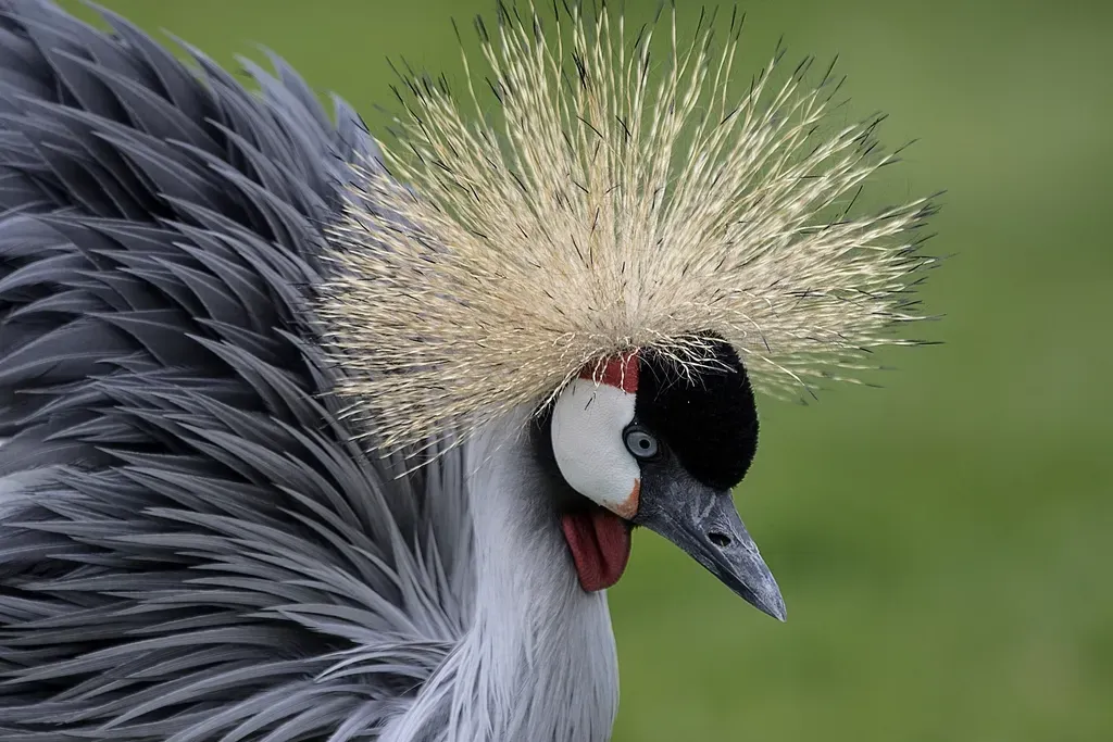The Whooping Crane: From 21 Birds to Over 800 (Image Credits: Rawpixel)
