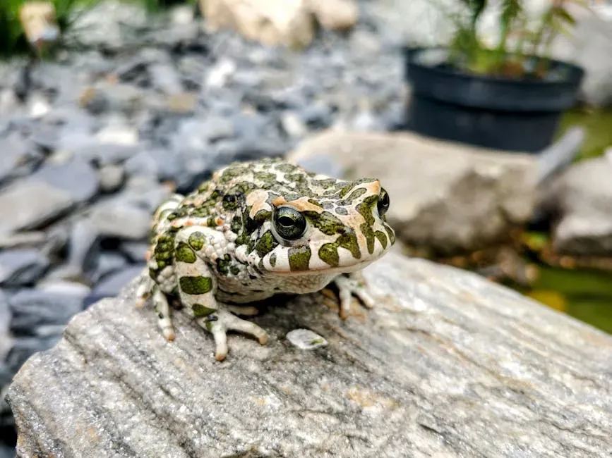 5. Toads: The Unsung Pest Controllers of the Night (Image Credits: Pexels)