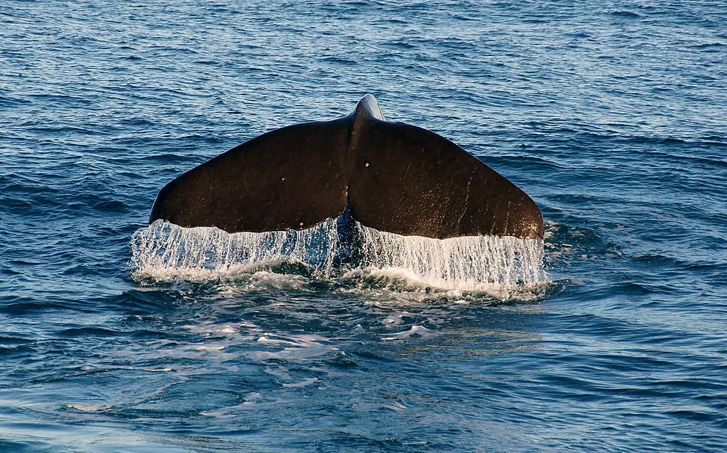 7. Sperm Whale Dialects: Learned Vocal Traditions of the Deep (Image Credits: Flickr)