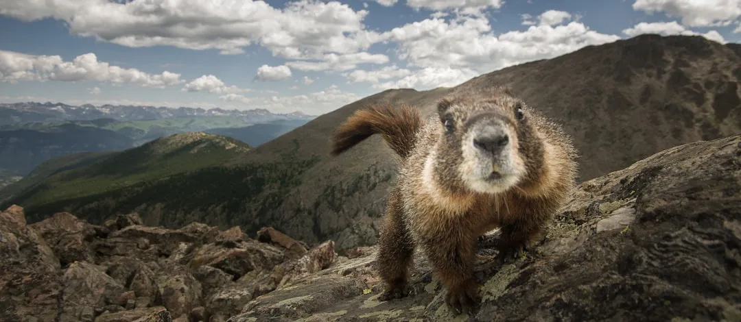 Colorado: Rocky Mountain Residents (Image Credits: Unsplash)