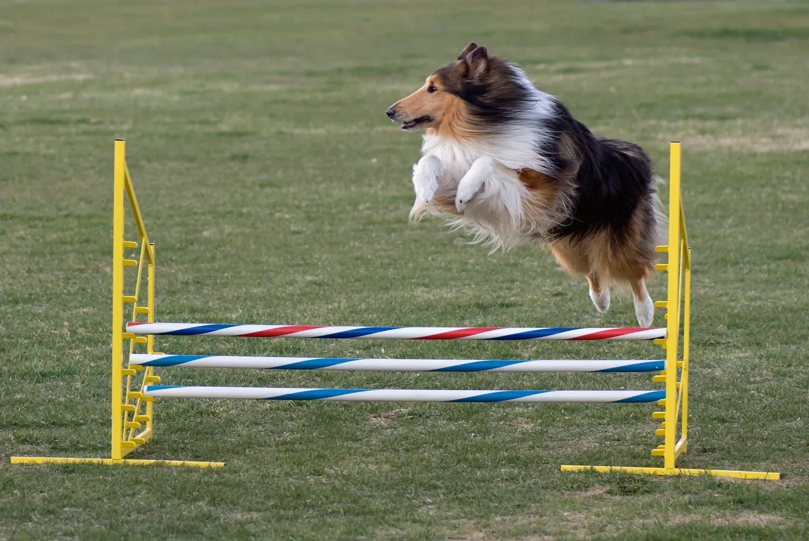 Collie (Image Credits: Wikimedia)