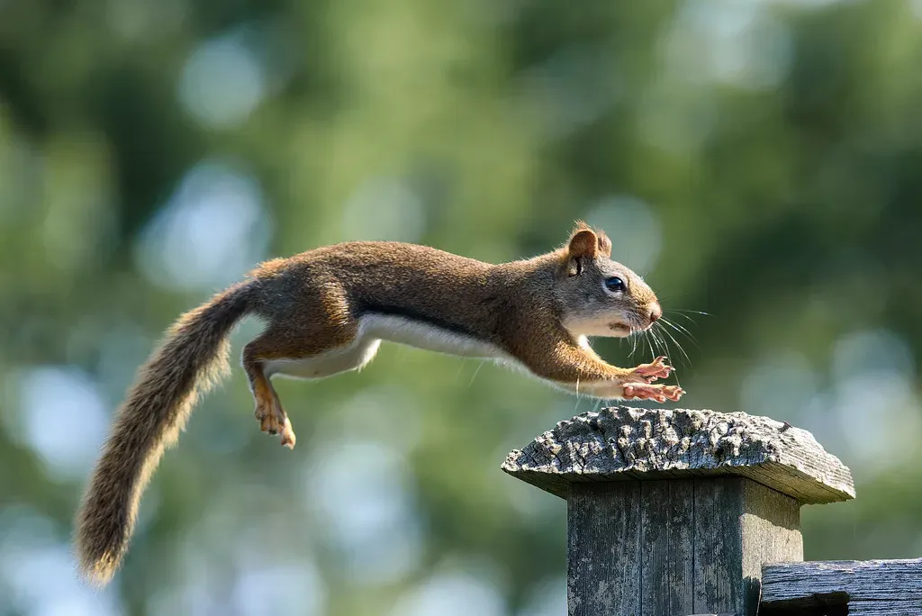 #9. Flying Squirrels Are More Astonishing Than Their Name Suggests (Image Credits: Flickr)