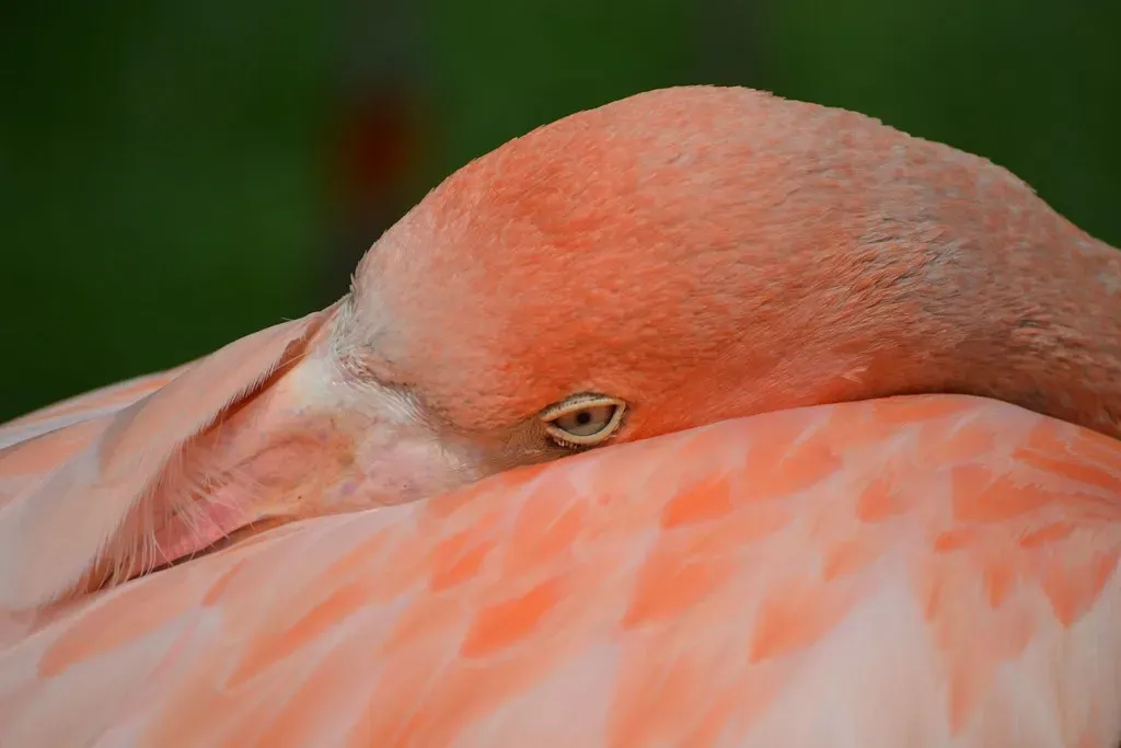 Debunking Escape and Sleep Myths (trista.rada, Flickr, CC BY 2.0)