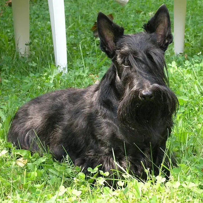Skye Terrier (Image Credits: Wikimedia)