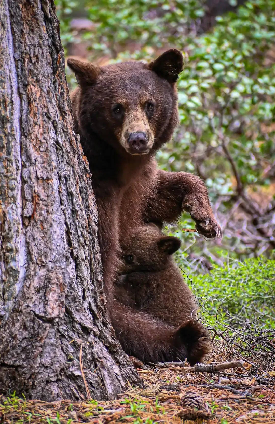 Brown Bears Scratch with Rocks Like Pros (Image Credits: Unsplash)