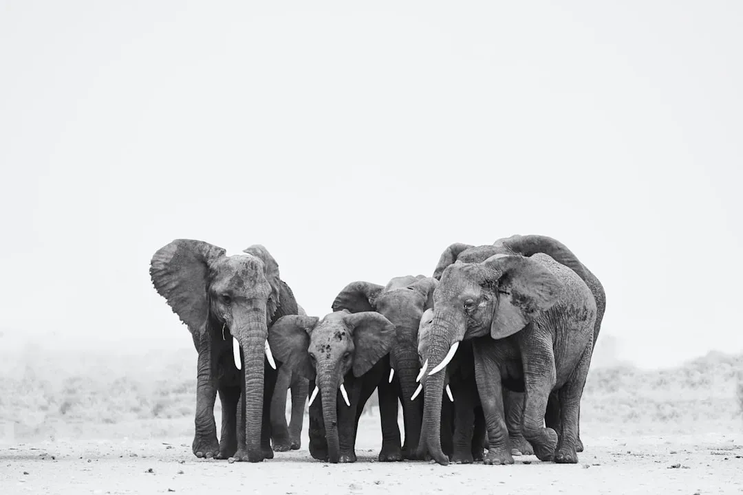 11. Elephants Recognize Human Voices and Detect Threats (Image Credits: Unsplash)