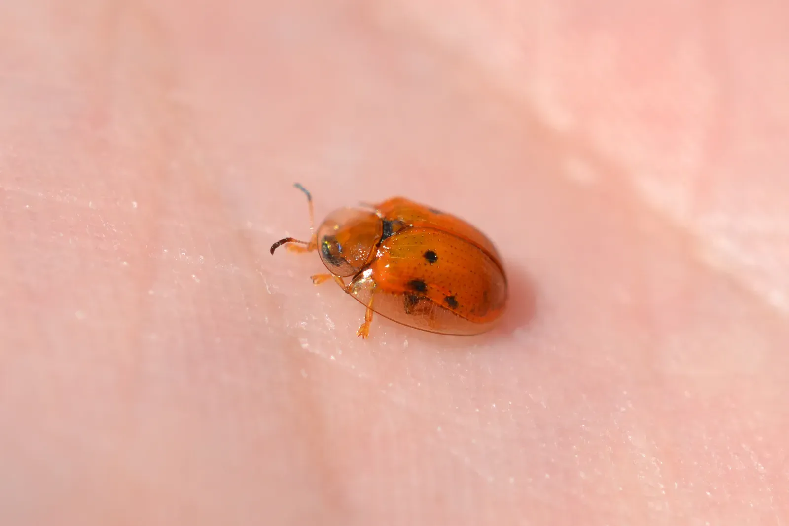 Golden Tortoise Beetle: From Gold to Scarlet in a Flash (Golden Tortoise Beetle (Charidotella sexpunctata), CC BY 2.0)