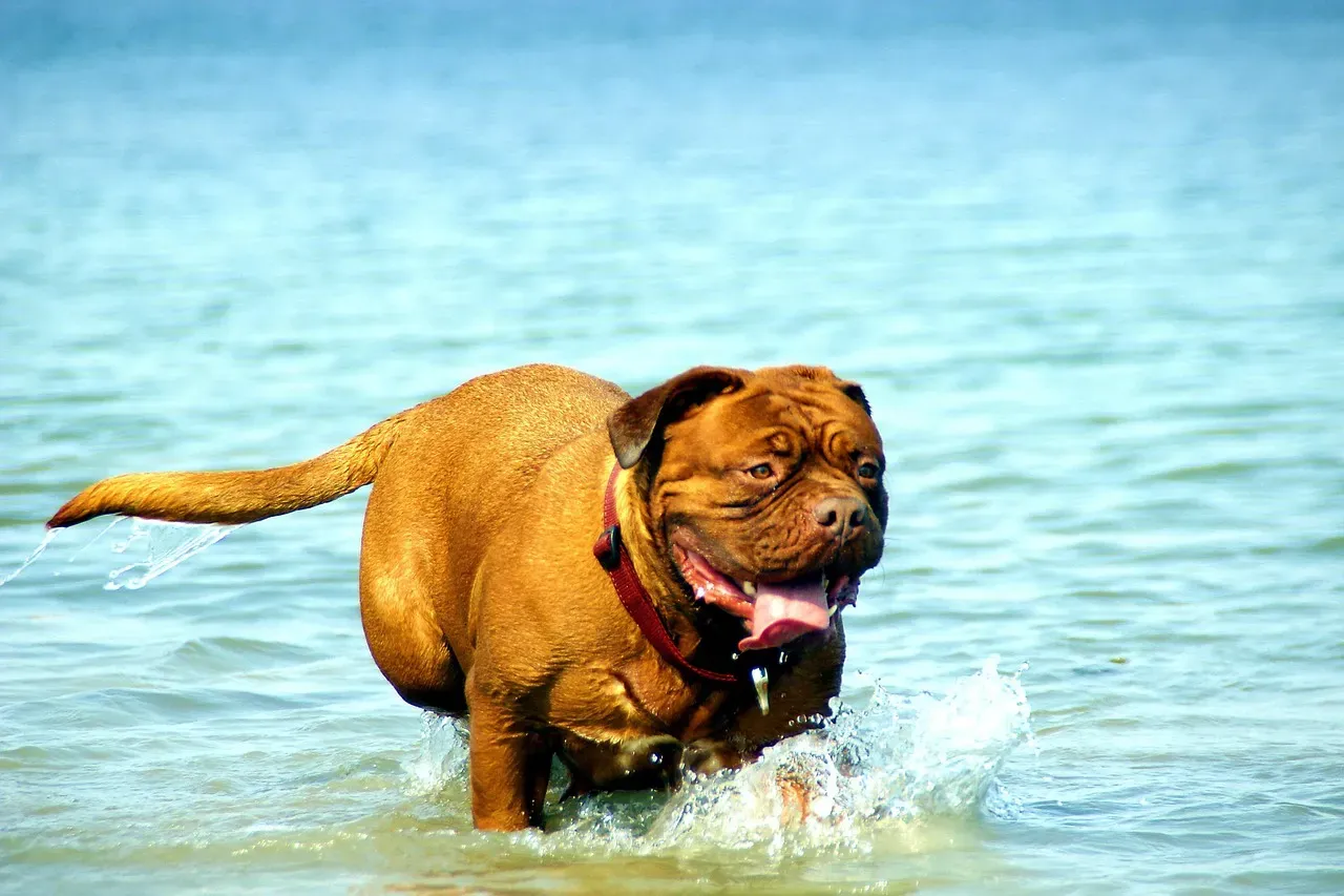 Mastiff (Image Credits: Pixabay)