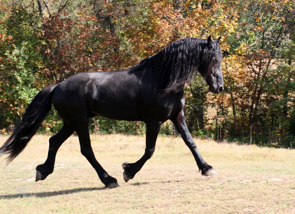 #10 - Friesian: Fairy-Tale Horse, Surprisingly Unforgiving Physically (Wikipedia:Contact us/Photo submission, CC BY-SA 3.0)