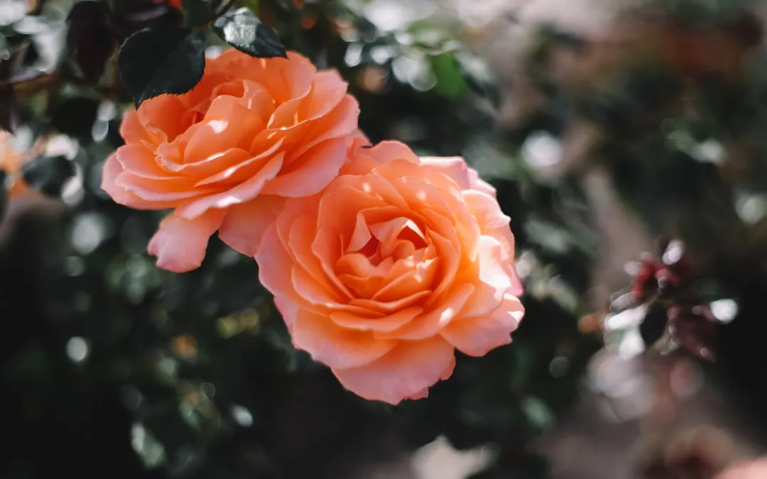 #20 - Big Double Roses and Peonies: The Beautiful Dead Ends (Image Credits: Unsplash)