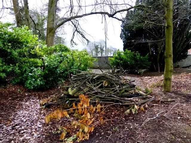 4. Clear Away Hiding Spots (Image Credits: Wikimedia)