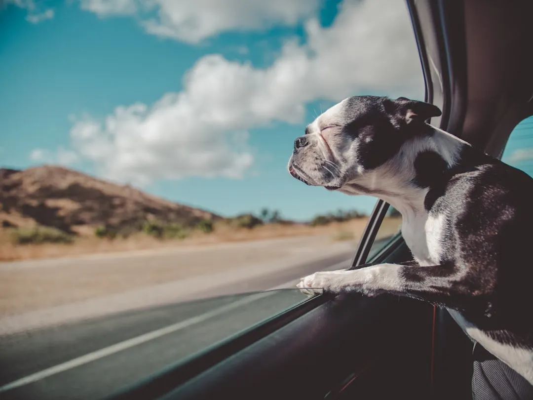 #23 - They Stop Caring About Long, Draining Car Rides (Image Credits: Unsplash)