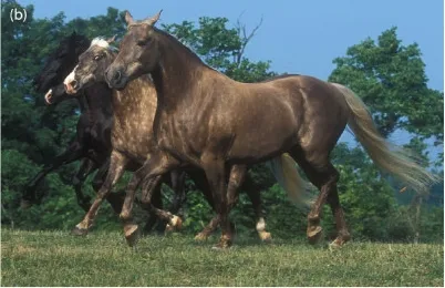 #18 Rocky Mountain Horse (Emma Brunberg, Leif Andersson, Gus Cothran, Kaj Sandberg, Sofia Mikko und Gabriella Lindgren: A missense mutation in PMEL17 is associated with the Silver coat color in the horse. BMC Genet. 2006; 7: 46. Published online 2006 October 9. doi: 10.1186/1471-2156-7-46, Published here: http://www.pubmedcentral.nih.gov/articlerender.fcgi?artid=1617113 as CC2.0, CC BY 2.0)