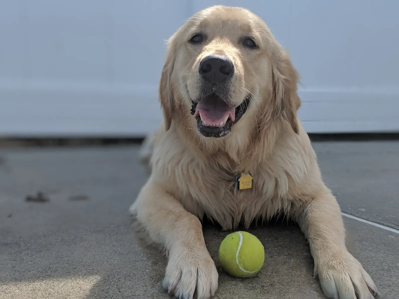 1. Golden Retriever: The Classic for Good Reason (By Doriguzzi, CC BY 4.0)